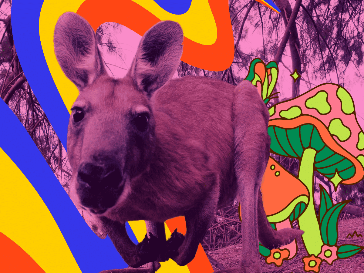 Ecstasy e cogumelos alucinógenos ganham status legal para fins médicos na Austrália