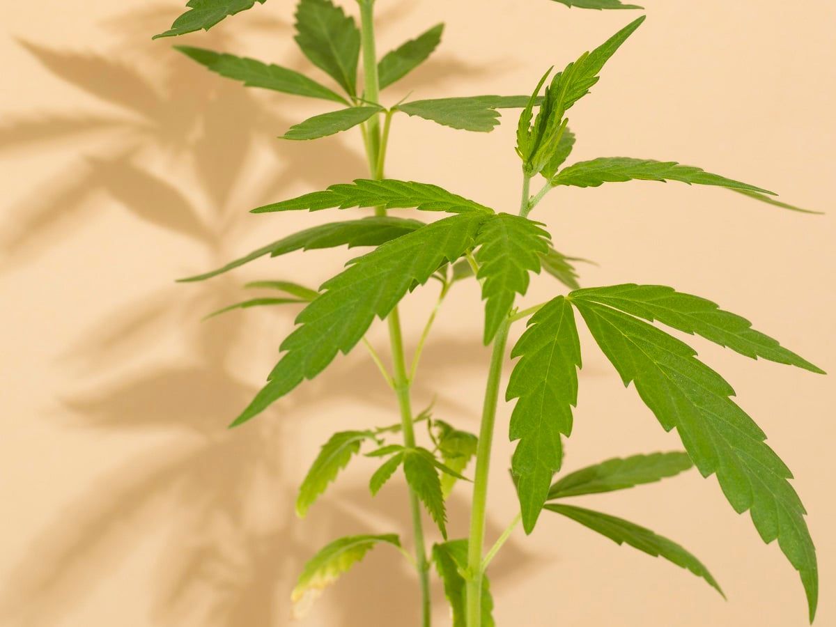 Empresário transforma alergia em império de US$ 75 milhões na indústria da cannabis