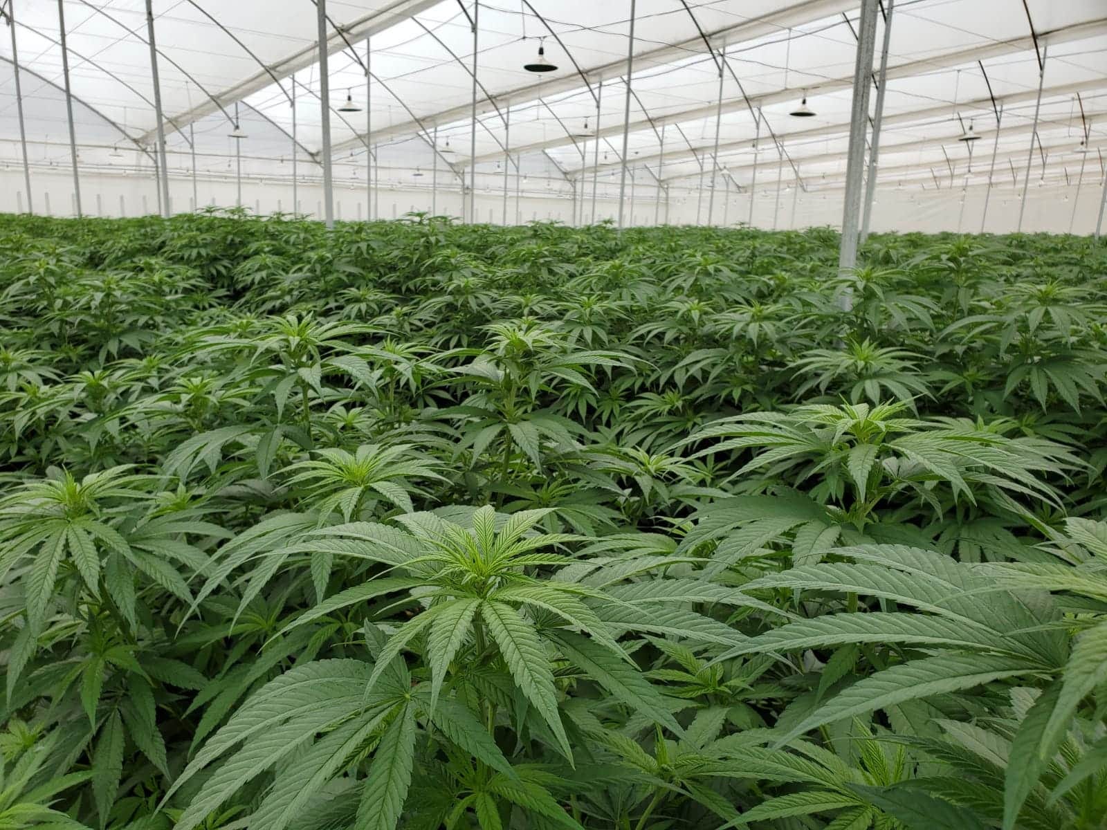 Estamos desperdiçando o potencial e o desenvolvimento da indústria da cannabis medicinal na Colômbia