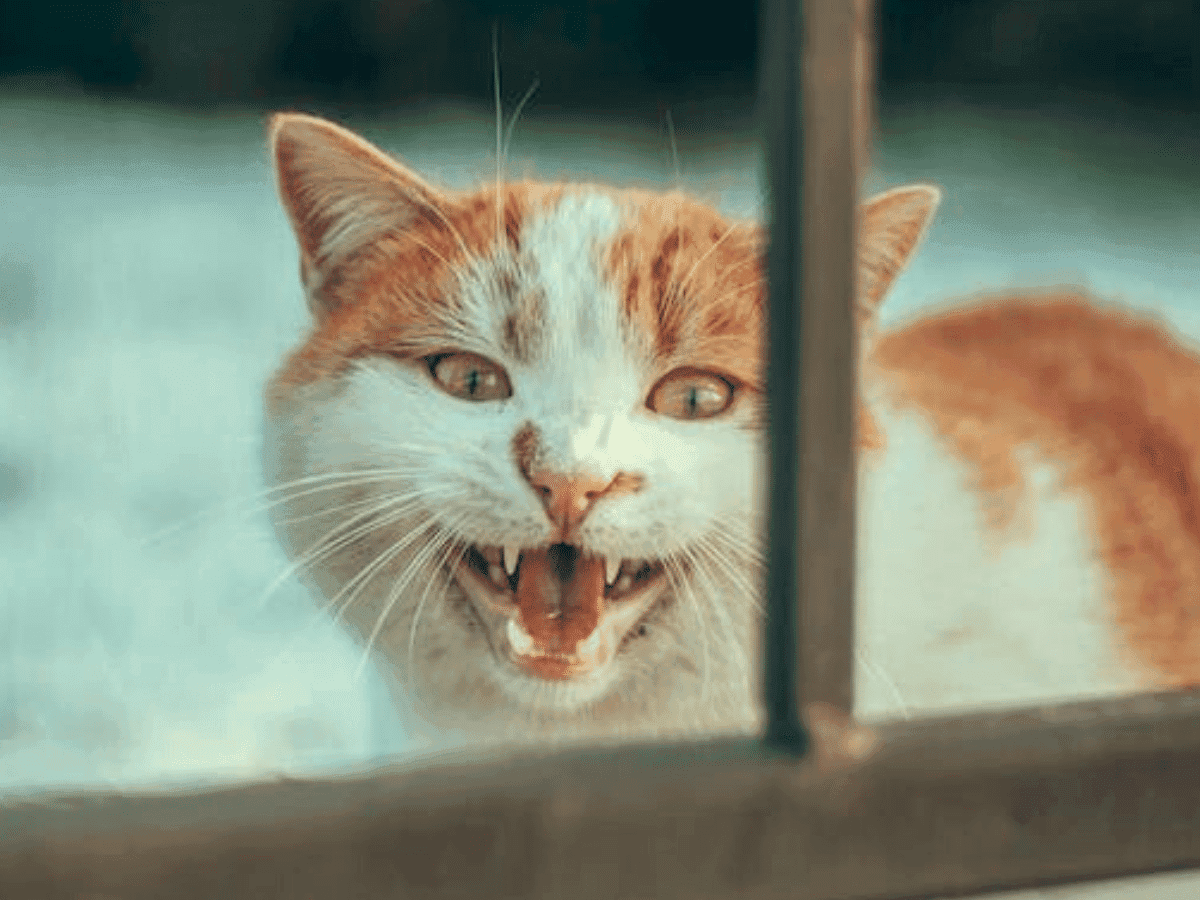 Estudo aponta benefícios do canabidiol na saúde bucal de gatos