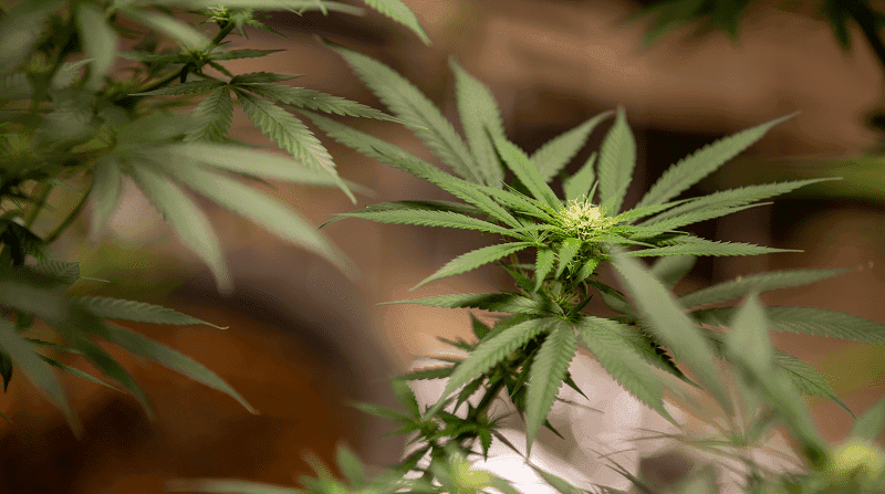 Estudo avalia os impactos socioeconômicos de uma possível legalização do uso medicinal da cannabis no Brasil