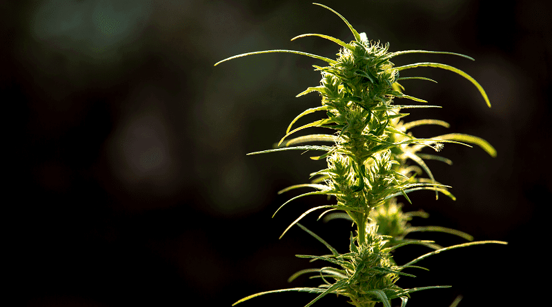 Evento no Panamá pode transformar o país em um polo farmacêutico da cannabis