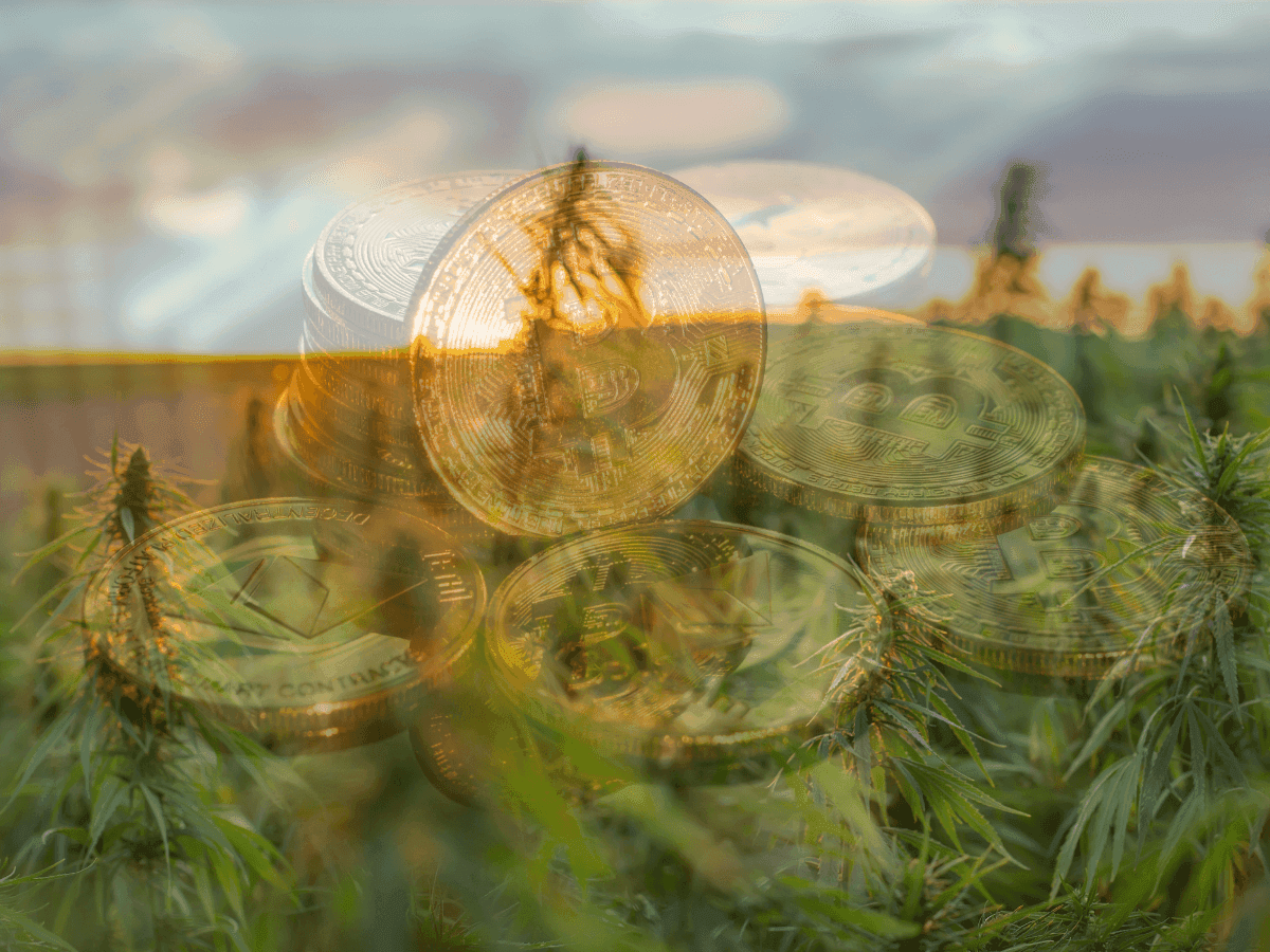 Startup brasileira de cânhamo lança criptomoeda em exchange internacional