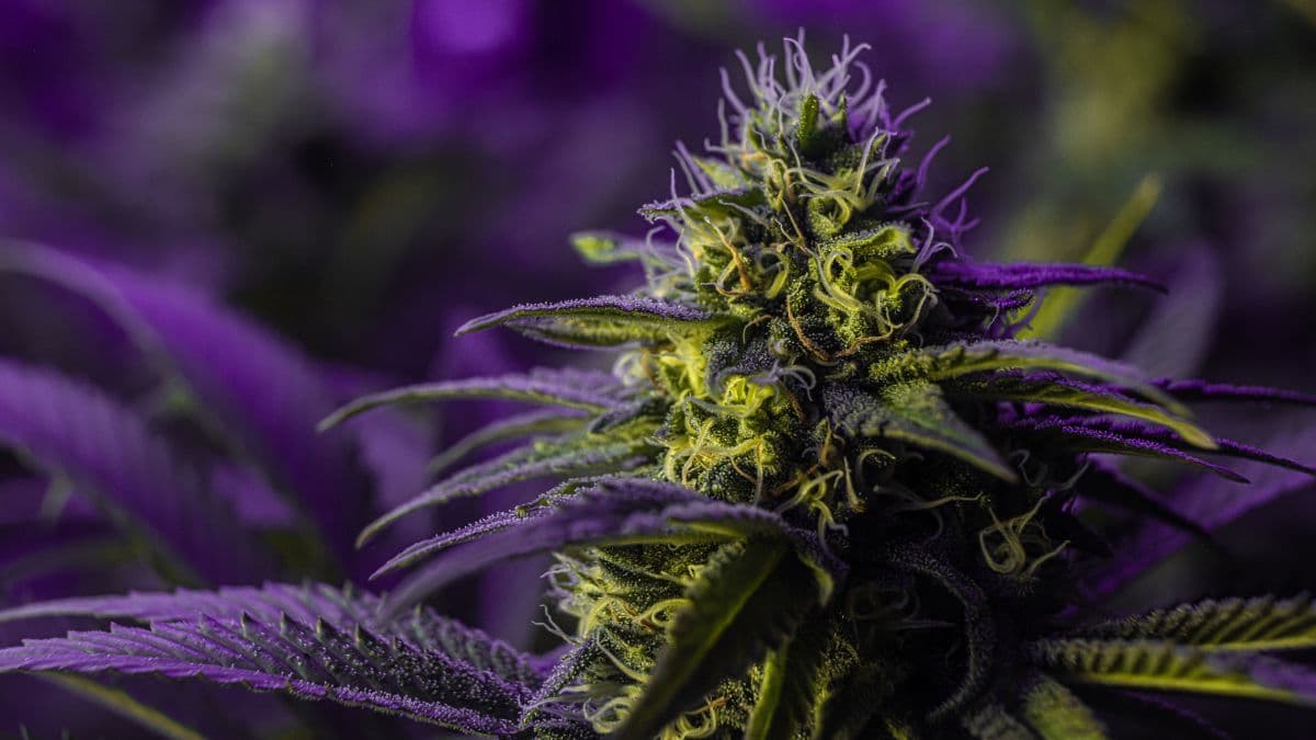 Para não dizer que não falei das flores: bioeconomia e cadeias produtivas de cannabis no Brasil