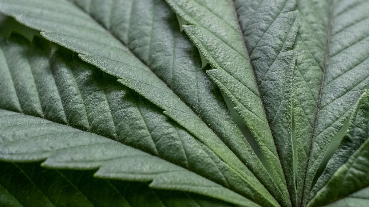 Portaria SDR/MAPA nº 815 abre prazo para sugestões sobre plantas cultivadas no território nacional