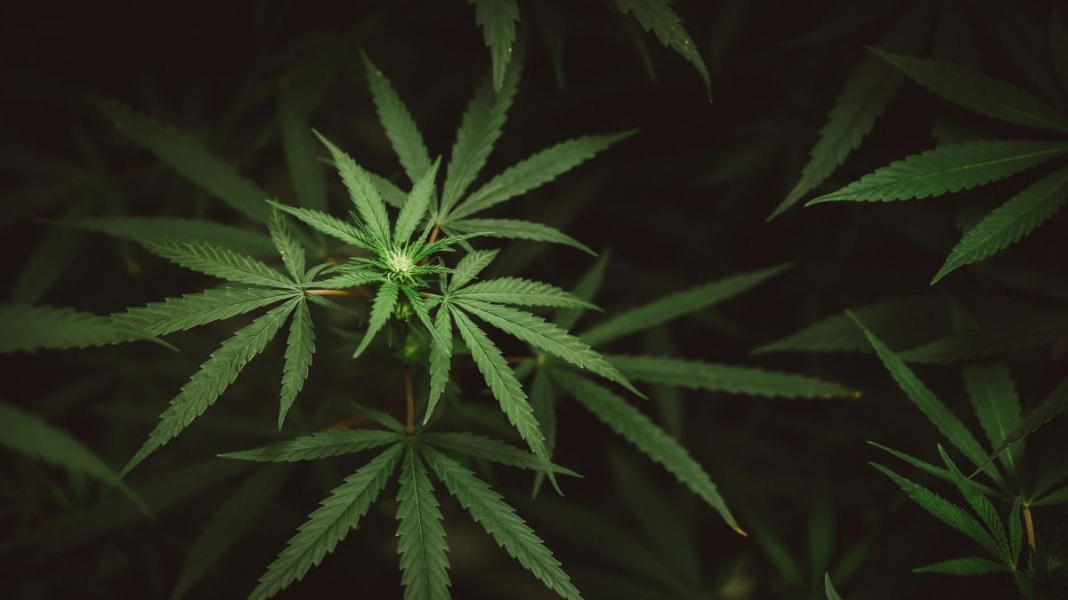 UFPB lança projeto de educação sobre cannabis medicinal para combater desinformação