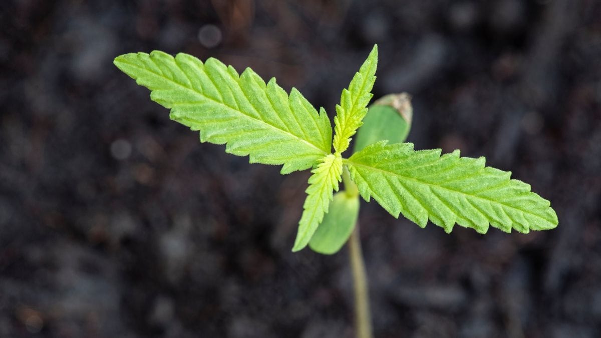 Cannabis no SUS paulista pode avançar ainda este ano, com inclusão de esclerose múltipla com espasticidade refratária