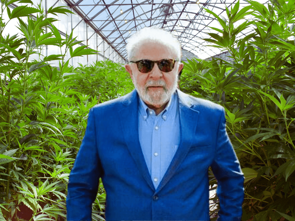 Governo Lula criará grupo para regulamentar plantio de cannabis medicinal