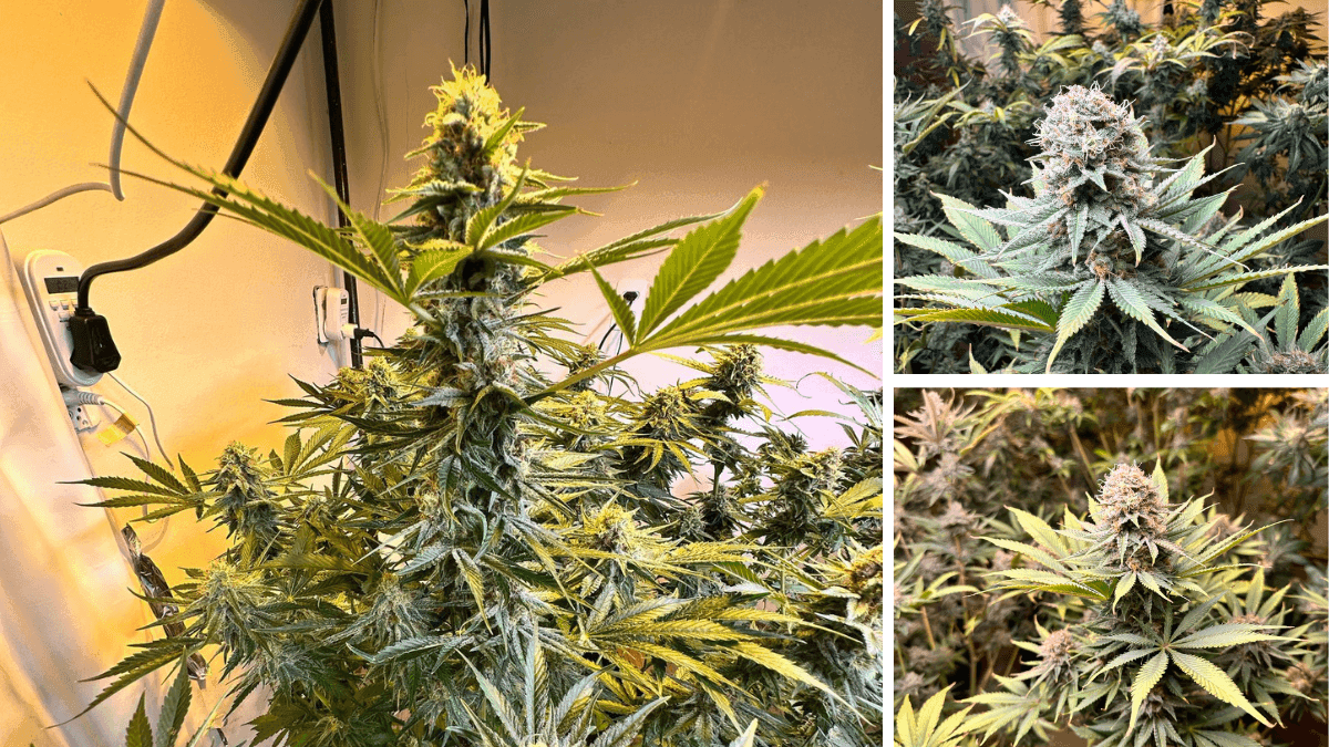 Cultivo Indoor: la posibilidad de crear las condiciones ideales para el crecimiento de la cannabis