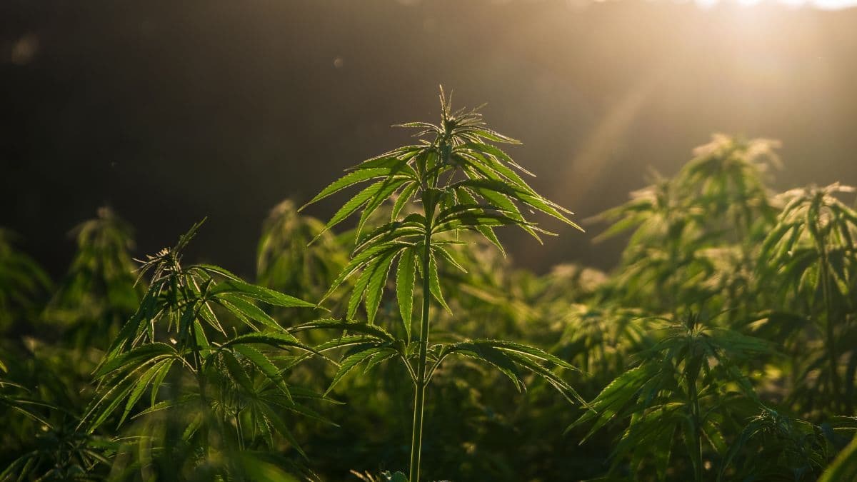 Hempcrete: What it is and what are the benefits for the construction industry