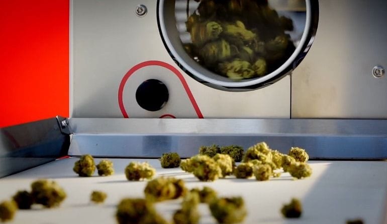 TrimTech revoluciona o pós-colheita da cannabis com tecnologia e consultoria especializada