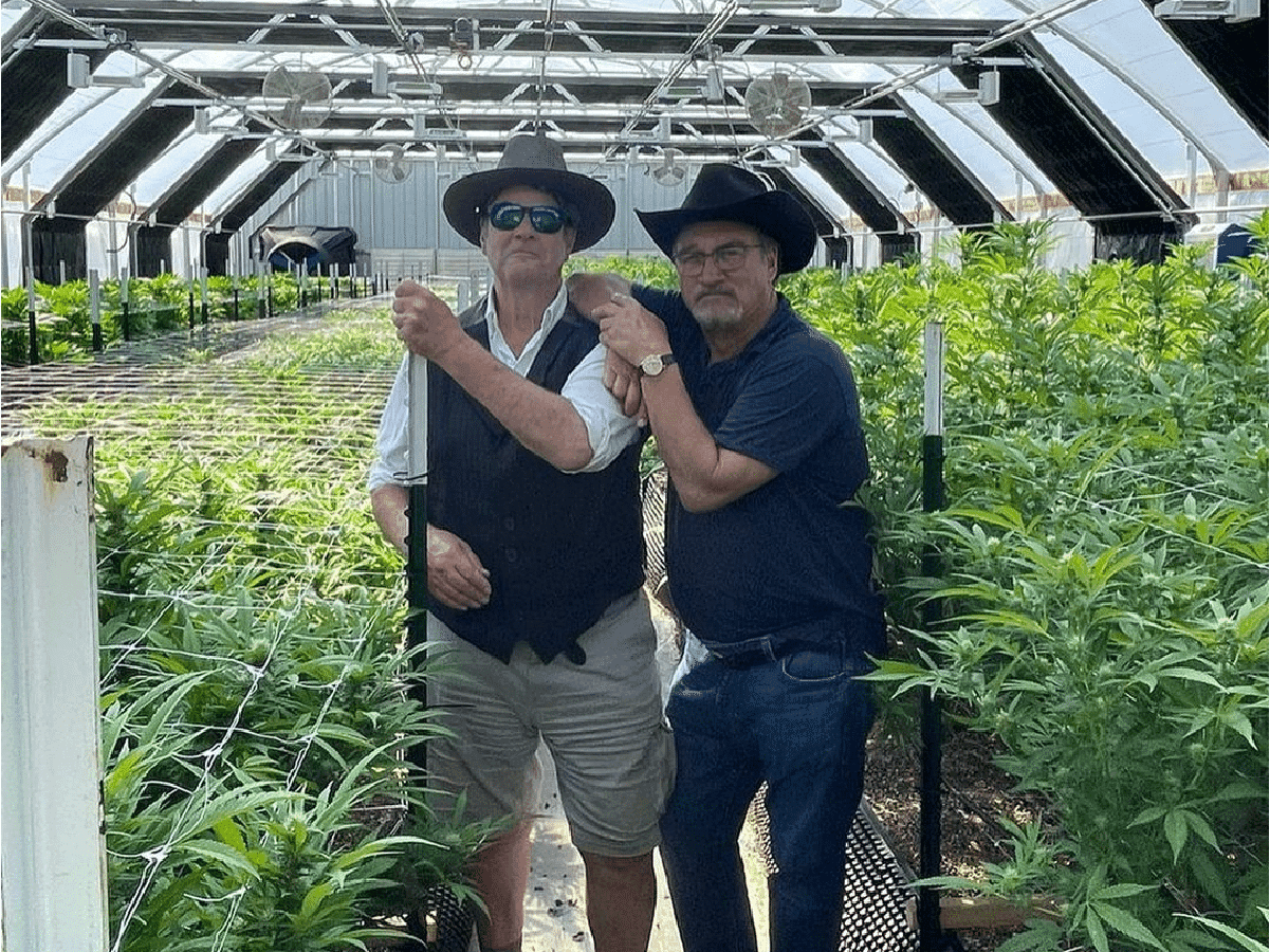 Jim Belushi: a jornada do cultivador de cannabis nos EUA