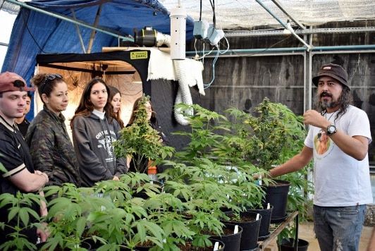 Justiça garante continuidade da pesquisa com cannabis para veterinária na UFSC