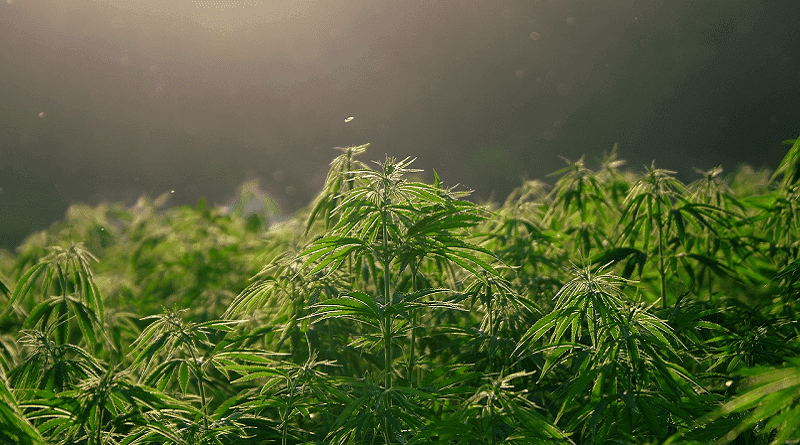 Kaya Mind lança novo relatório sobre o cânhamo no Brasil