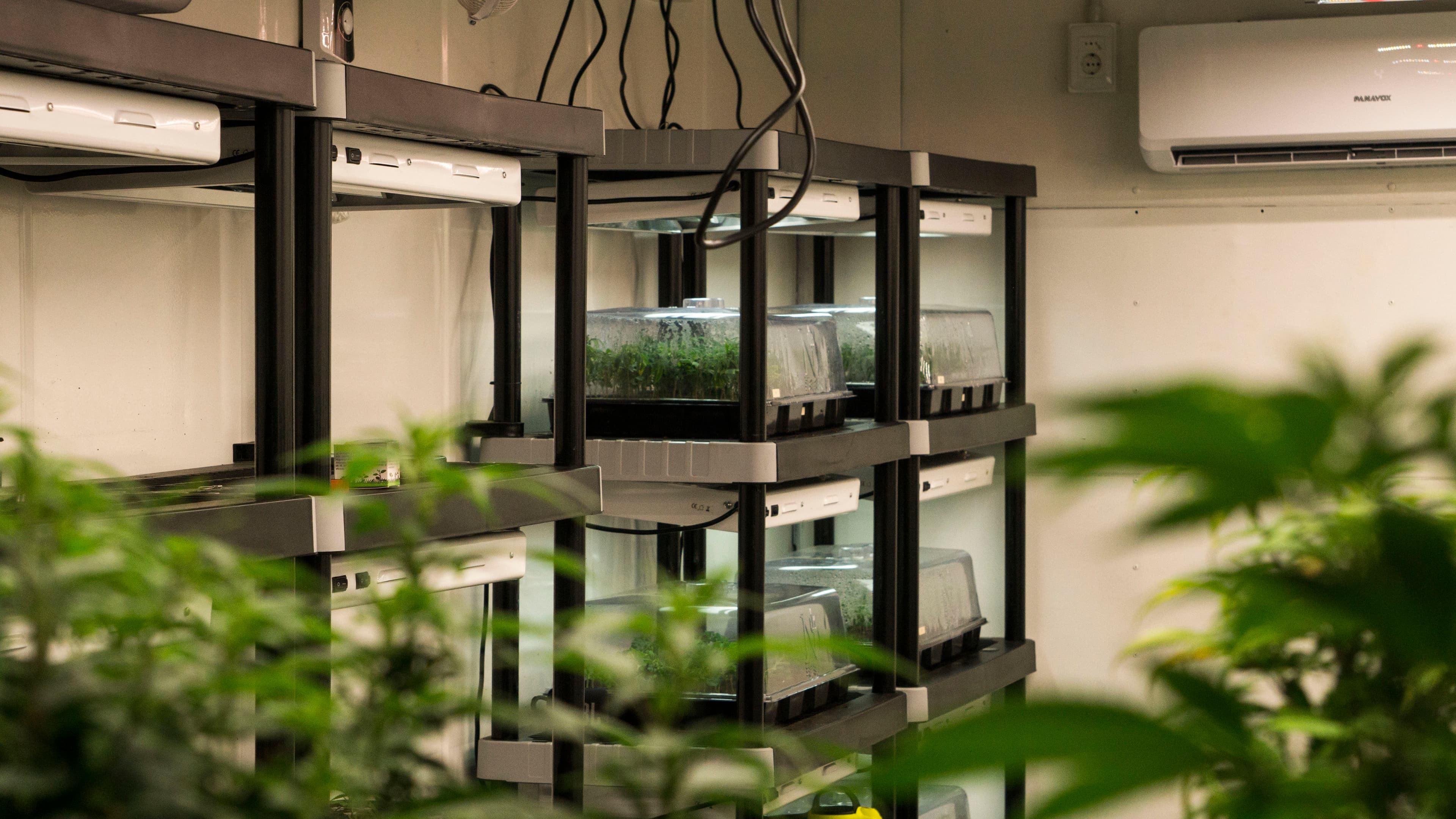 Comercialização de sementes e clones de cannabis psicoativa avança com novas licenças