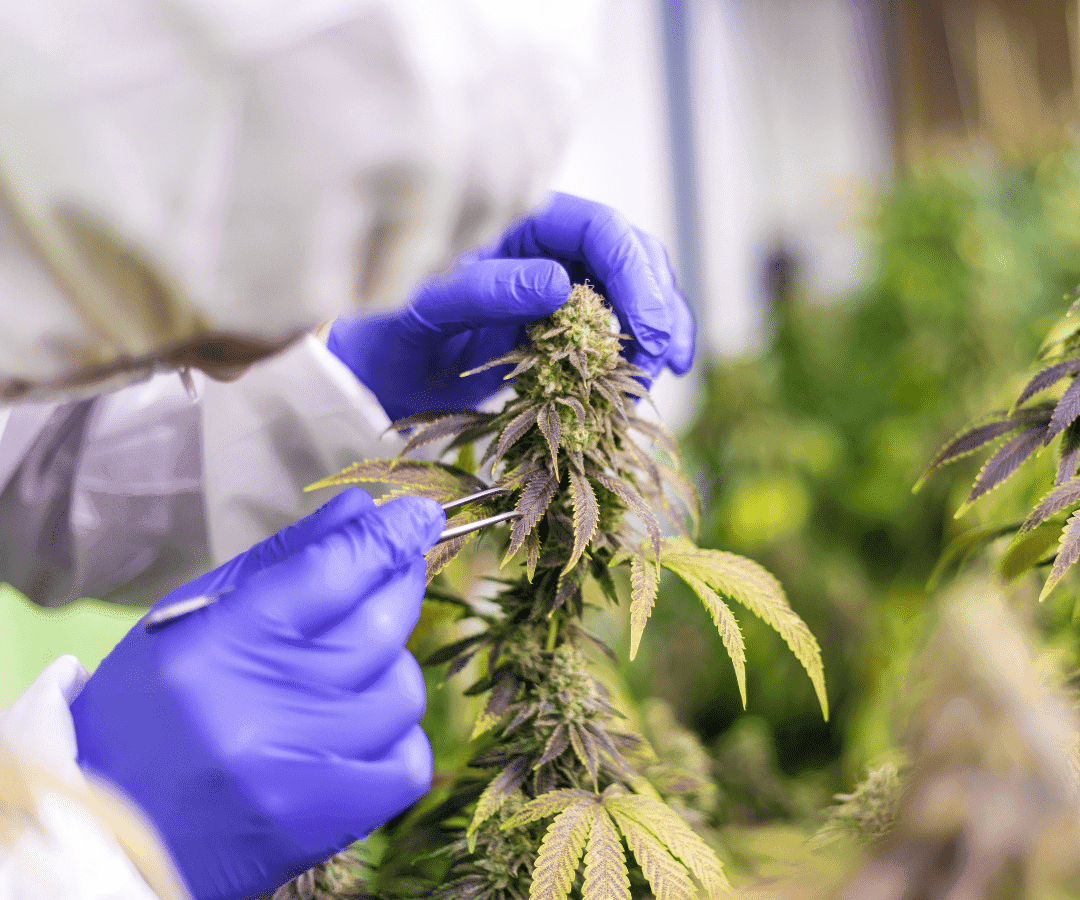 Laboratório público fornecerá medicamento à base de cannabis medicinal para pacientes no Amapá