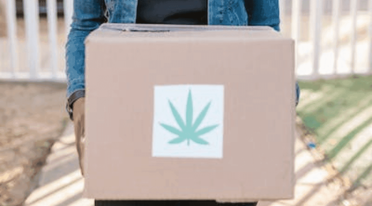 Legalização da cannabis pode fortalecer a economia, diz estudo