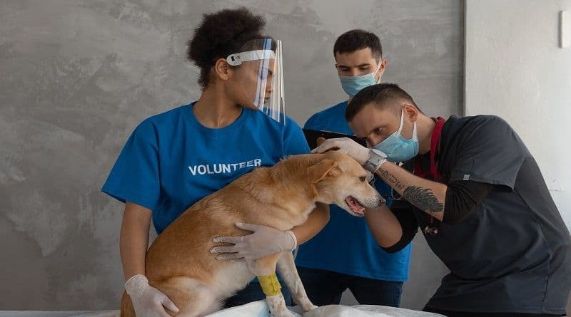 Legislação da Califórnia abre caminho para a cannabis veterinária