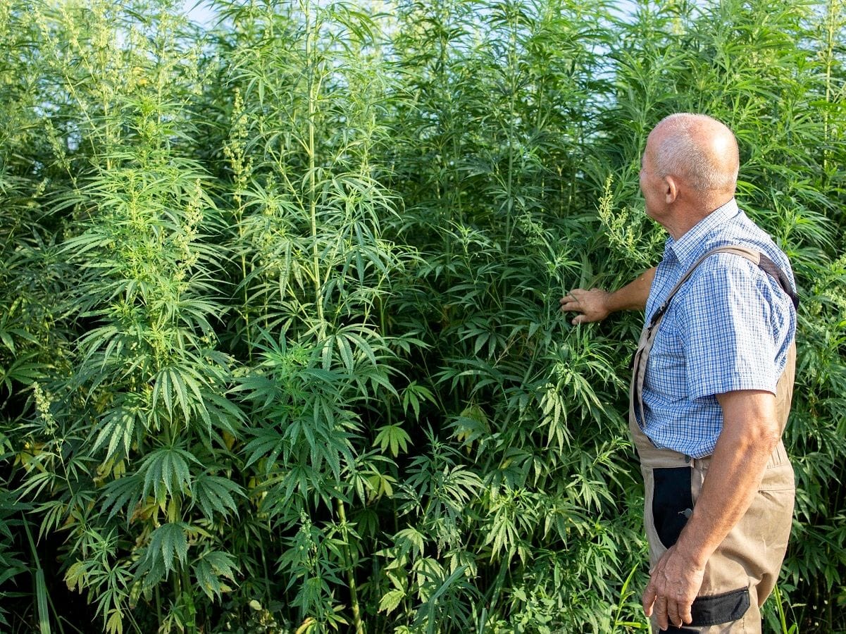 Lei agrícola dos EUA 2023: o lento ritmo que ameaça a recuperação da indústria do cânhamo