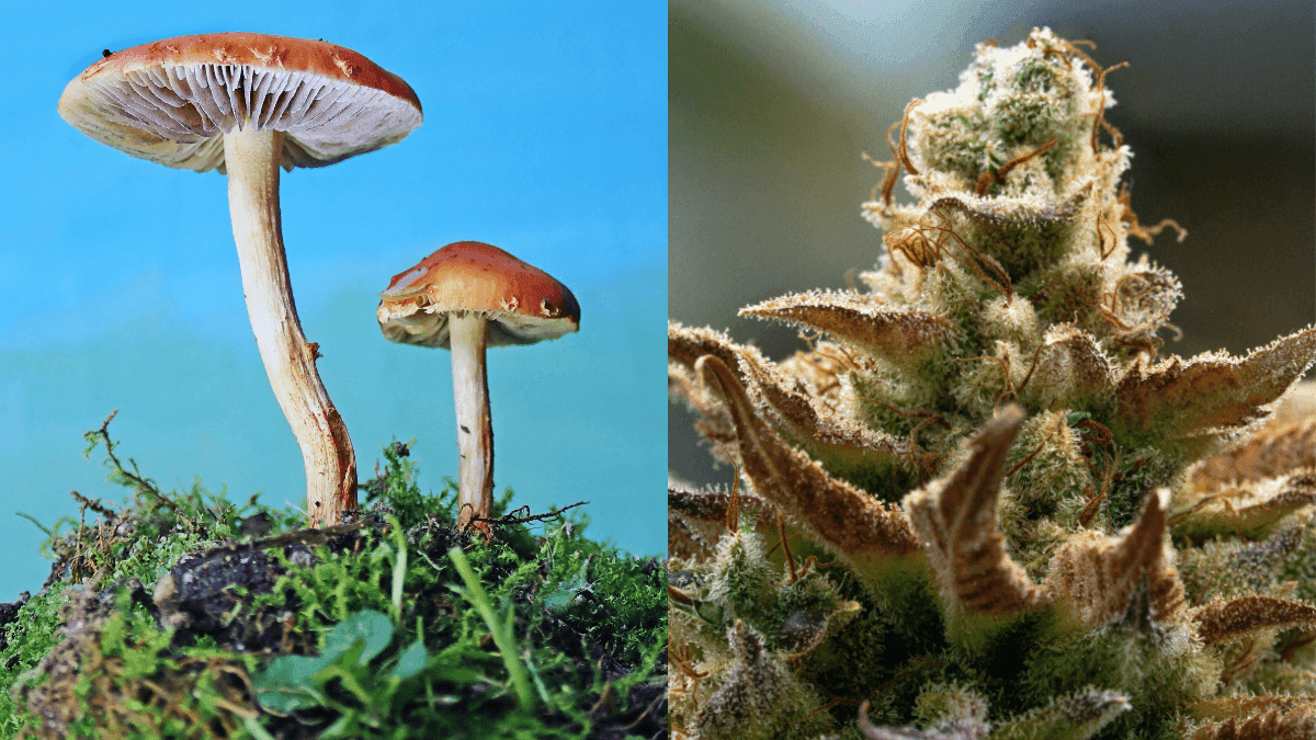 Califórnia aprova lei que acelera pesquisas com cannabis e psicodélicos