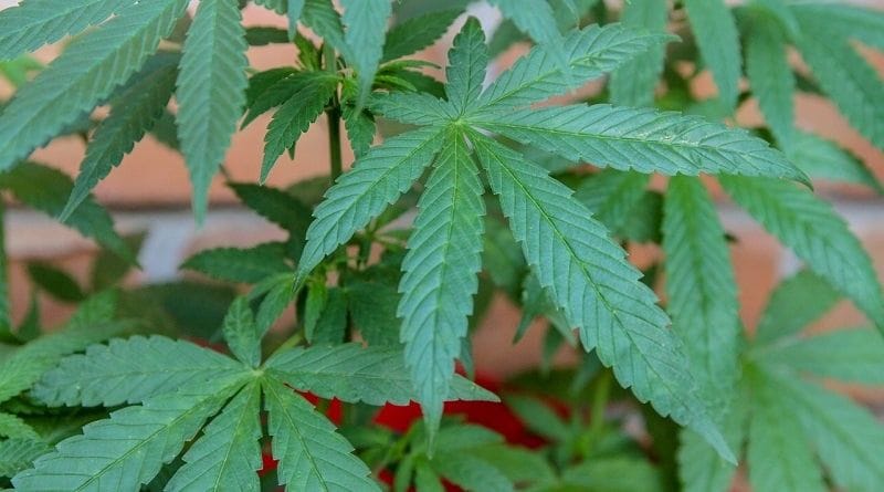 Liberação da cannabis medicinal tem o apoio de 61% dos brasileiros, diz PoderData