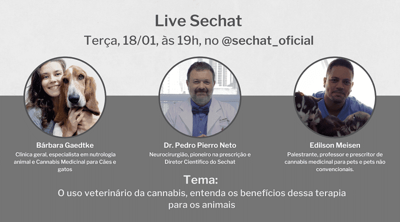 Live: o uso veterinário da cannabis, entenda os benefícios dessa terapia para os animais