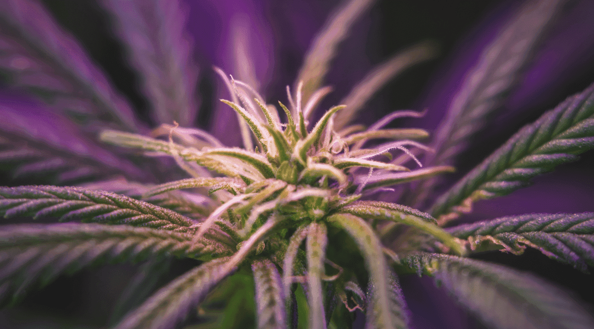 Marihuana morada: ¿qué es y cuáles son sus efectos?