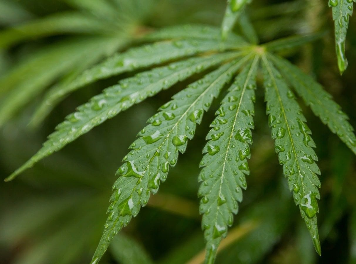 Maconha: será que estamos explorando seu potencial farmacêutico ao máximo?