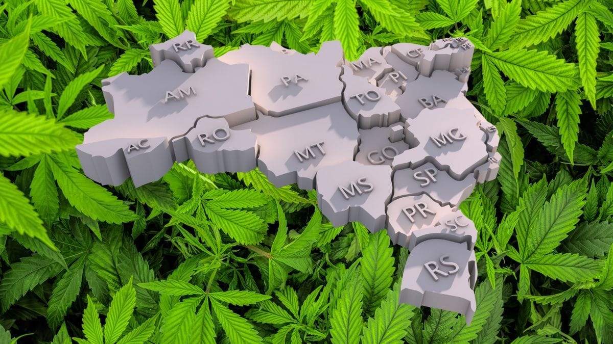 Mosaico da cannabis: estados com leis próprias podem sair na frente na regulamentação