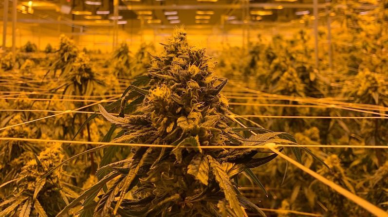 Marrocos concede as primeiras dez licenças para o cultivo de cannabis