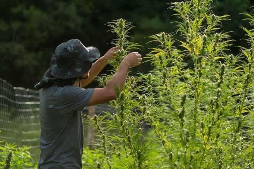 Presidente da primeira associação de cannabis medicinal do RS conseguiu Habeas Corpus