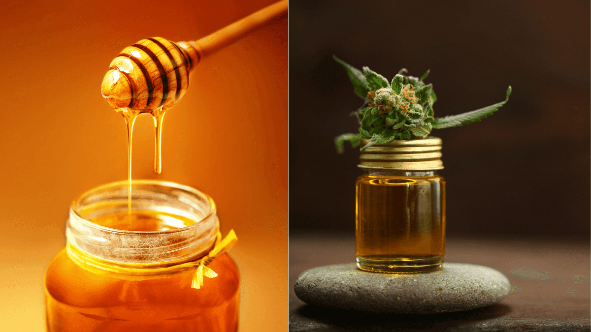 Cannabis e própolis juntas? Estudo mostra que a dupla pode turbinar a ação contra bactérias