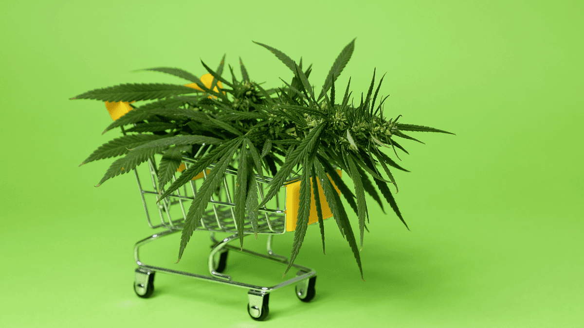 Pensilvânia pode ter lojas estatais de cannabis e cultivo doméstico legalizado