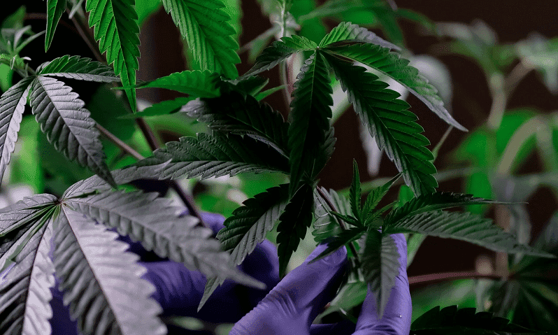 Mercado de cannabis na América Latina: 10 empresas pioneiras