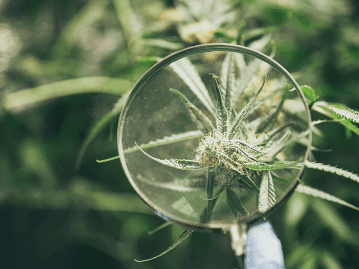 A potência da Cannabis medicinal no sertão Nordestino