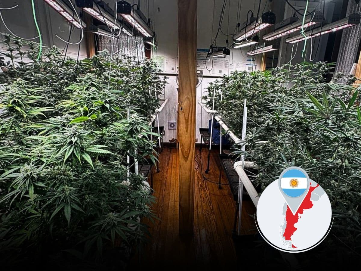 Clubes de cultivo de cannabis e legislação: Entenda a atual situação na Argentina