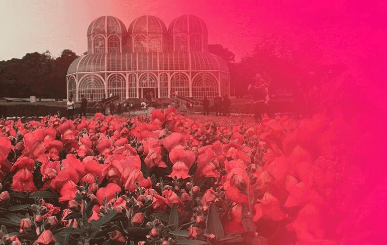 Negócios com cannabis será tema de evento em Curitiba