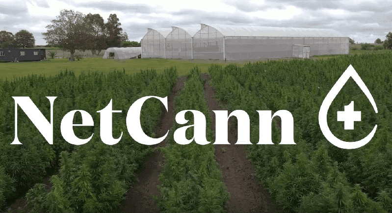 NetCann: além da produção e comercialização da planta