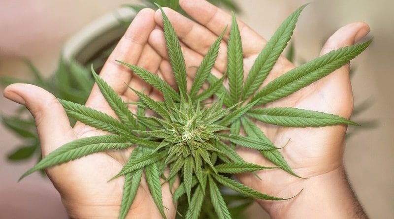 Novo estudo rebate teoria da “síndrome amotivacional” da cannabis