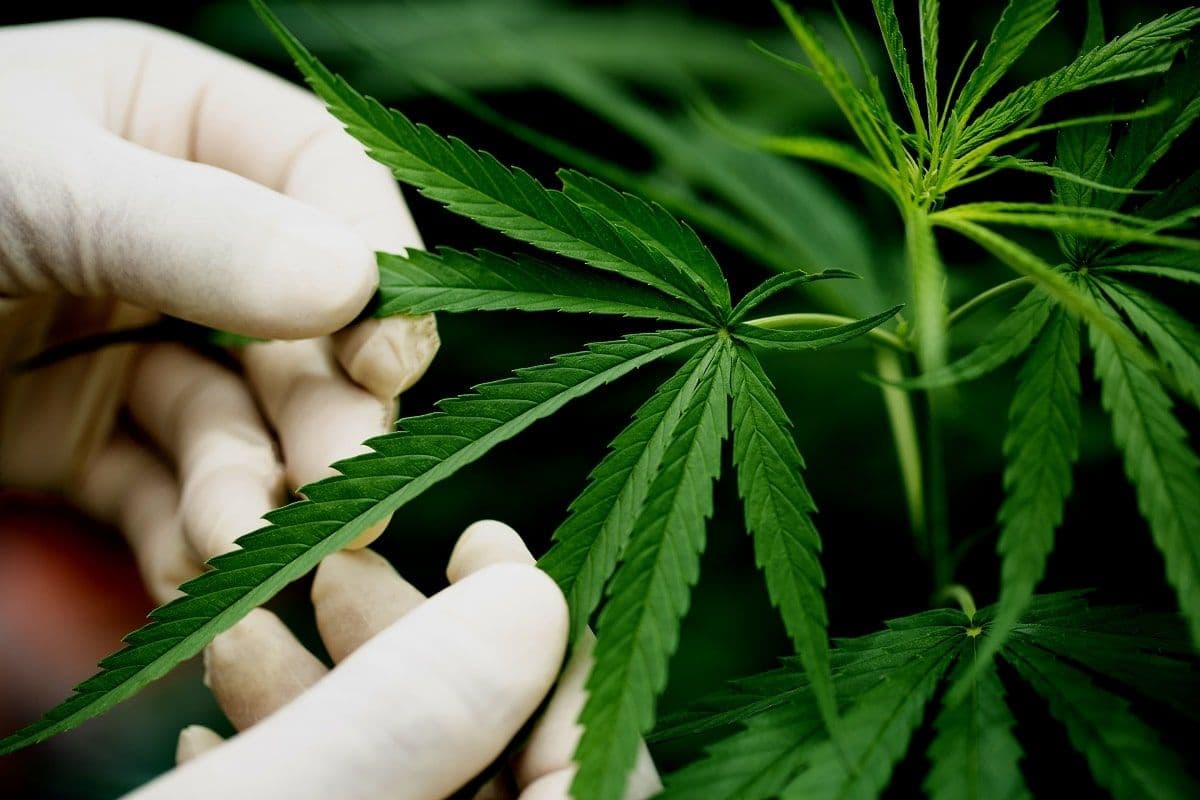 O SUS de SP está preparado para atender os pacientes de cannabis?