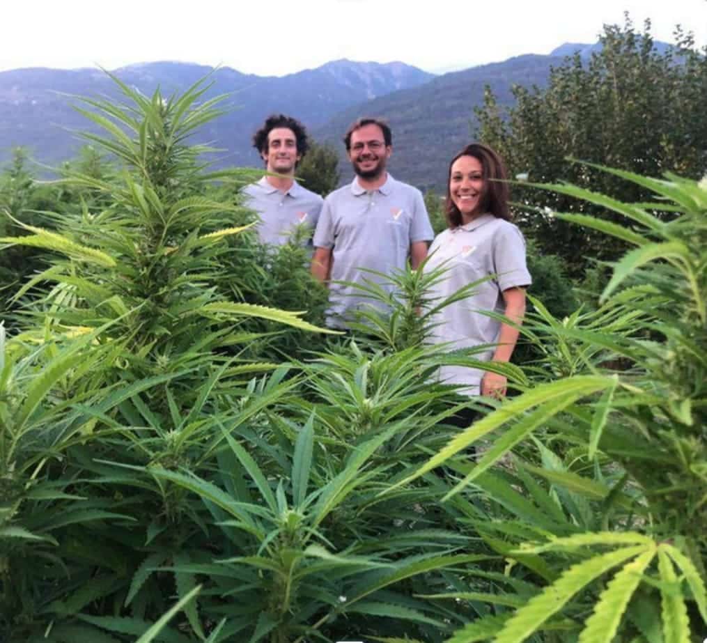 O caminho para o sucesso no mercado brasileiro de cannabis