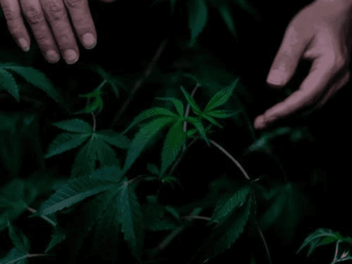 O cânhamo pode se equiparar à madeira na capacidade de capturar e armazenar gases de efeito estufa