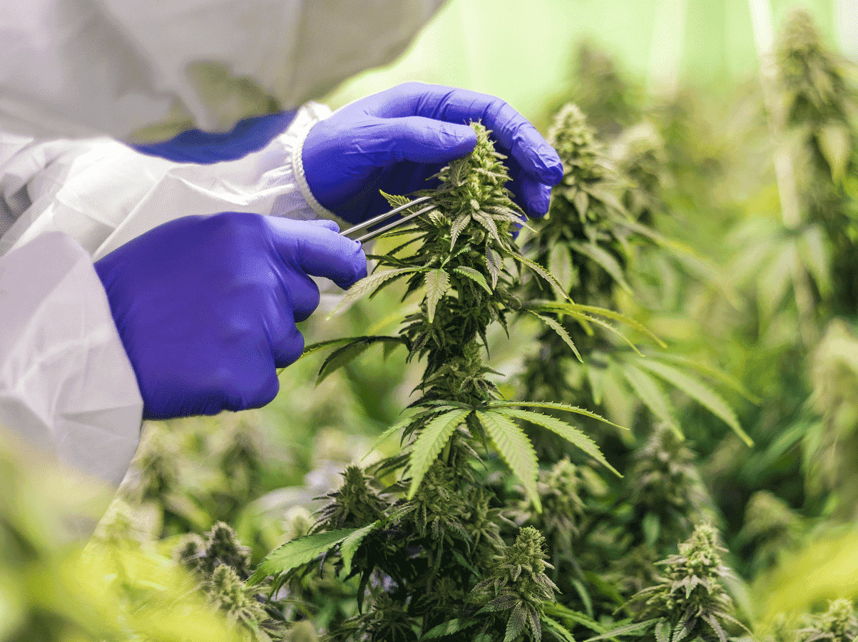 O impressionante crescimento da indústria da cannabis no Brasil e no mundo