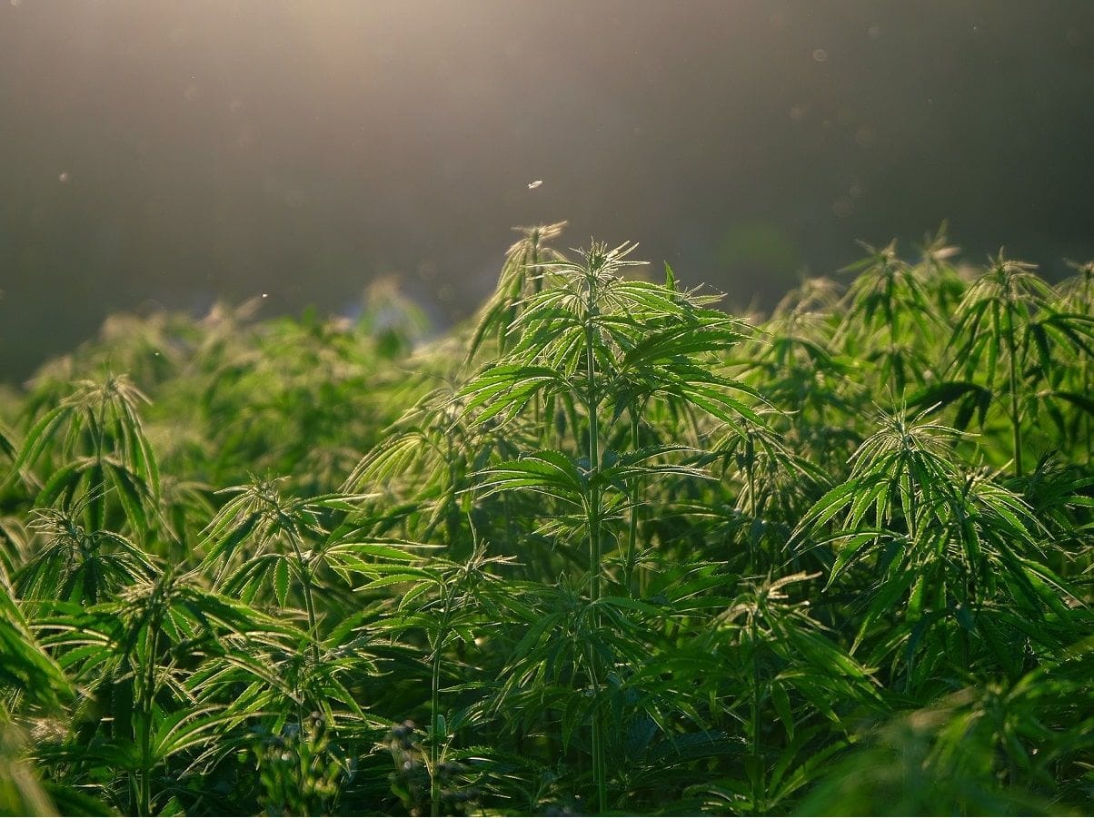 O potencial agronômico da cannabis nos EUA: uma revolução nas plantações