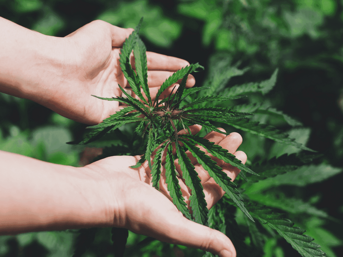 O resequenciamento do genoma completo em grande escala desvenda a história da domesticação da Cannabis sativa