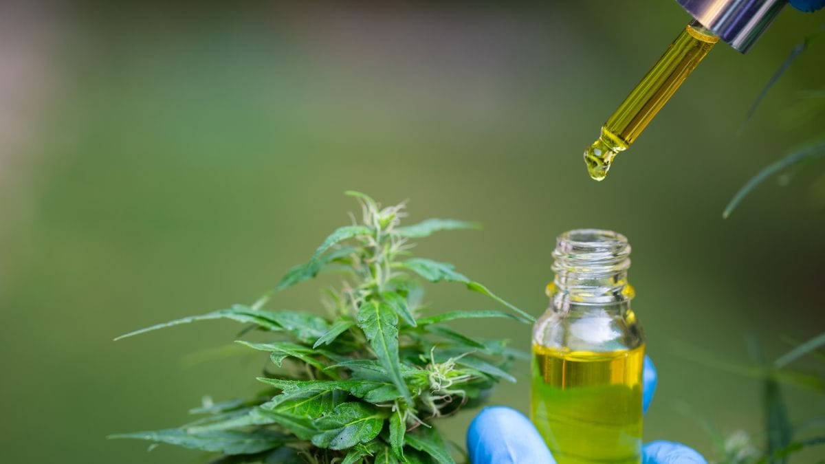 Anvisa barra publicidade de produtos de cannabis de empresa e plataformas