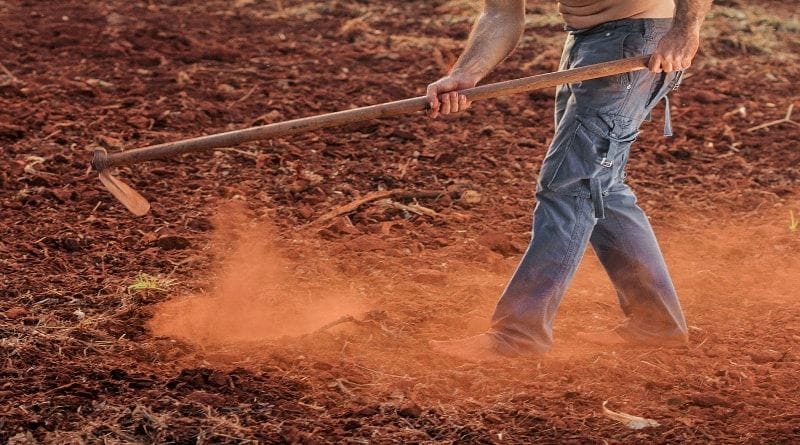 Os altos custos de produção de cannabis preocupam produtores colombianos