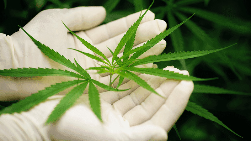 Paciente consegue na justiça autorização para cultivar cannabis em casa para tratar depressão