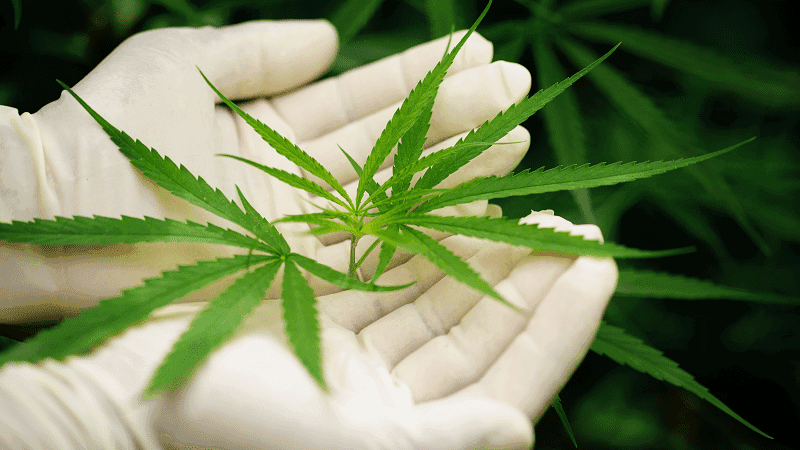 Paciente consegue na justiça autorização para cultivar cannabis em casa para tratar depressão