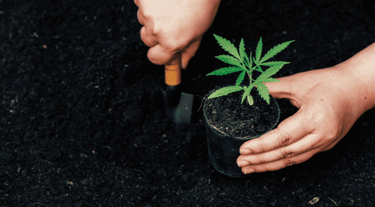 Pacientes buscam legalização do cultivo de maconha para fins medicinais no Brasil